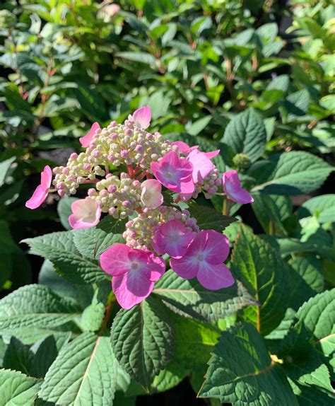 Endless Summer Twist N Shout Hydrangea Gallon Etsy