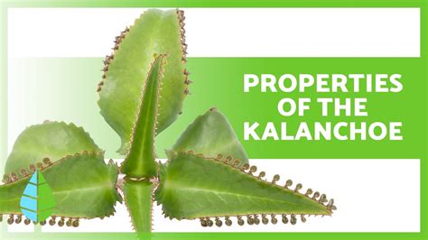 BENEFITS Of KALANCHOE Properties What Is It For And