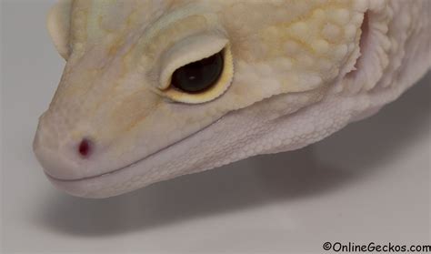 Bell Albino Leopard Gecko Eyes