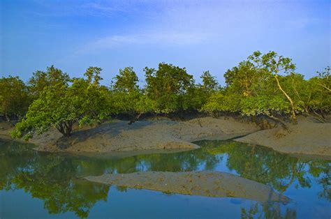 Mangroves As Coast Guards Of The Sundarbans Roundglass Sustain