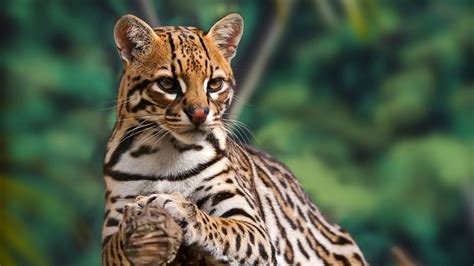 Ocelote dónde vive de qué se alimenta y la importancia de este animal