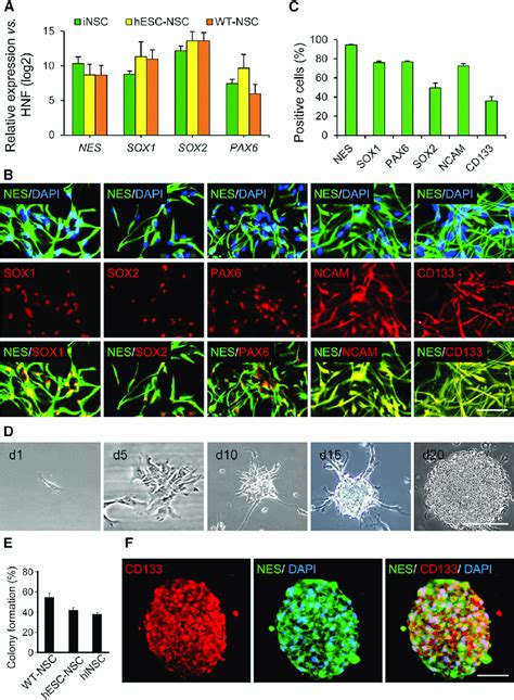 Characterization Of Hnfderived Inscs A Qrt Pcr Analysis Of Indicated