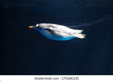 Nice Penguin Swimming Underwater Stock Photo (Edit Now) 1384199939