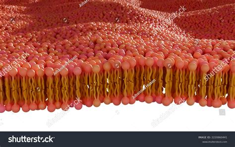 Illustration Phospholipid Bilayer Membrane 3d Render Stock Illustration