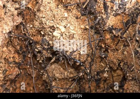 Negro o micótica rhizomorphs cordones de miel hongo armillaria mellea