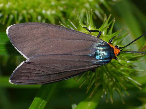 Ctenucha Virginica Bugguide Net