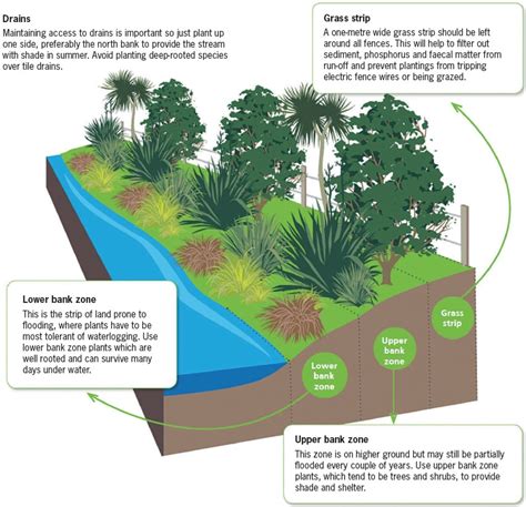 Nz Farm Forestry Riparian Planting Tips And Tricks For Maximising