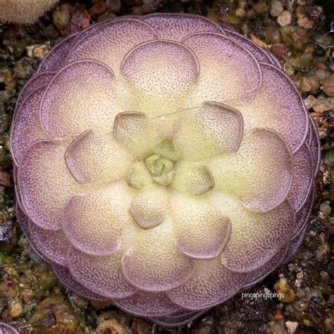 Pingstagram On Instagram Pinguicula Cyclosecta