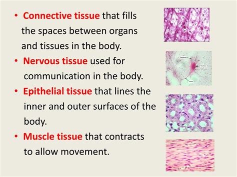 Ppt Specialized Cells Powerpoint Presentation Free Download Id2526138