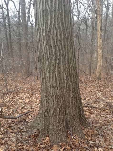 Red Oak Bark And Trunk The Sanguine Root