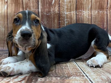 Basset Hound Puppy Black Brown And White Id23909 Located At Petland