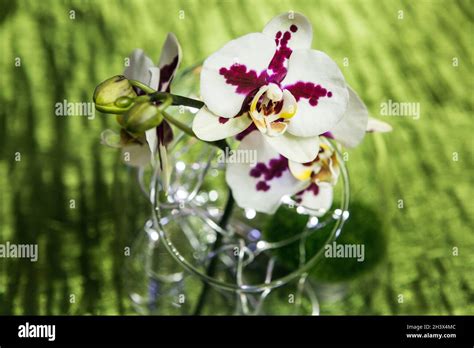 Flower arrangement of orchids on display at an event Stock Photo - Alamy