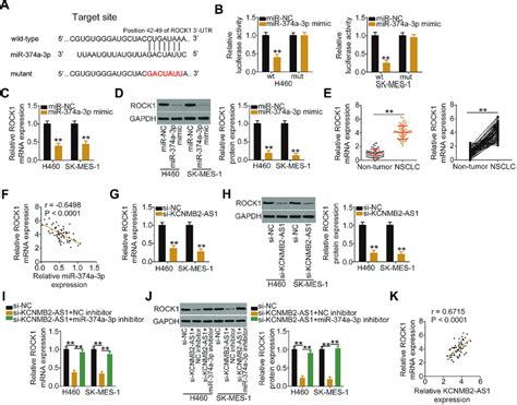 KCNMB2 AS1 Regulates ROCK1 Expression Via MiR 374a 3p In NSCLC Cells