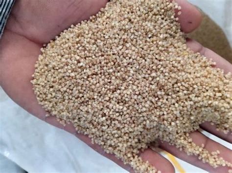 White Organic Loose Barnyard Millet Gluten Free At Rs 72 Kg In Nagpur