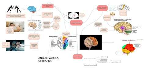 Las Tres Principales Unidades Funcionales Del Cerebro Anggie Varela