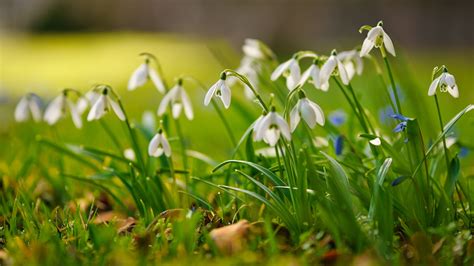 Snowdrops Bouquet White Background K Hd Wallpaper Rare Gallery