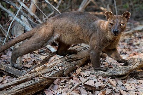 Fossa Nickelodeon Animals Wiki Fandom