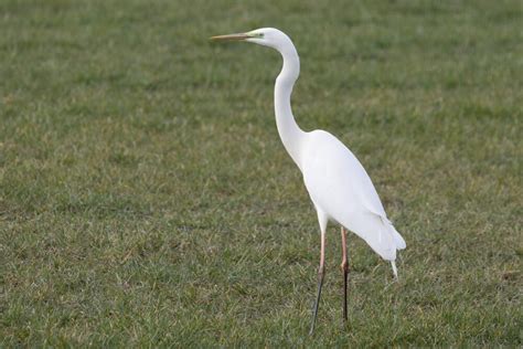 De Grote Zilverreiger Vogelnieuws Van De Noordkop