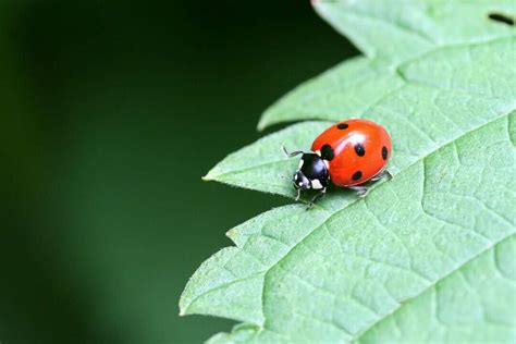 7 Natural Predators Of Whiteflies For Your Garden - Pest Pointers