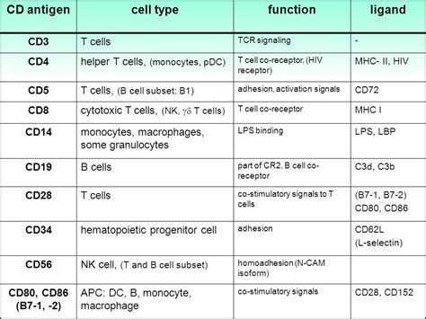 Immunology Clusters Of Differentiation Cd Antigens Cd Adhesion