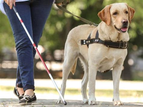 Les chiens guides daveugles histoire sélection formation