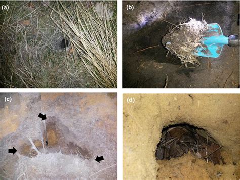 Nests of wood mice varying in depth. Restored site: Single... | Download Scientific Diagram