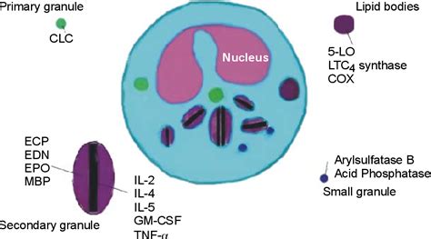 Figure From Regulation Of Human Eosinophil And Neutrophil Apoptosis