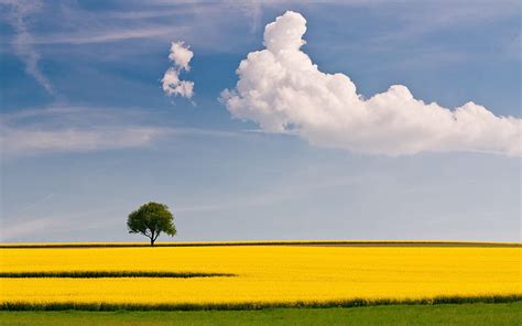 HD wallpaper: wheat field under cloudy sky, Harvest, clouds, crops, landscape photography ...