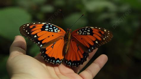 Imagenes De Mariposas Reales