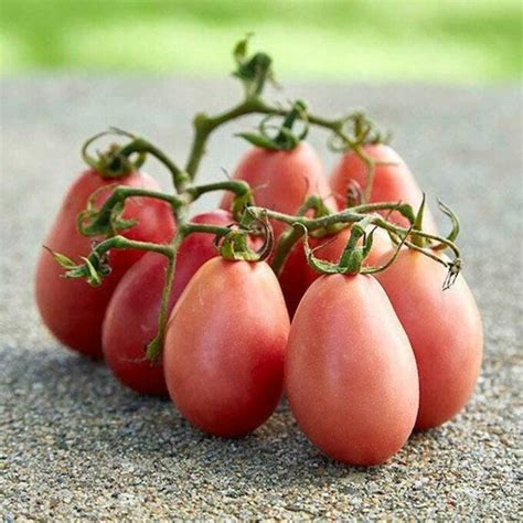 Tomatoes Thai Pink Egg Grow Folk