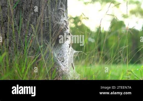 K Eikenprocessierupsen Op Boom In De Berm Thaumetopoeinae Overlast