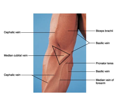 Lab Arm And Elbow Flashcards Quizlet