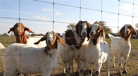 How To Build A Goat Fence Stay Tuff Fence