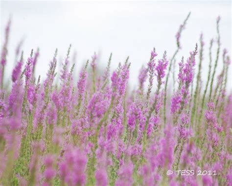 Fields Of Purple Wildflowers 2 Spring Photo Botanical Etsy Purple