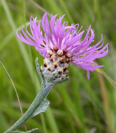 Brown Knapweed Ckiss Central Kootenay Invasive Species Society