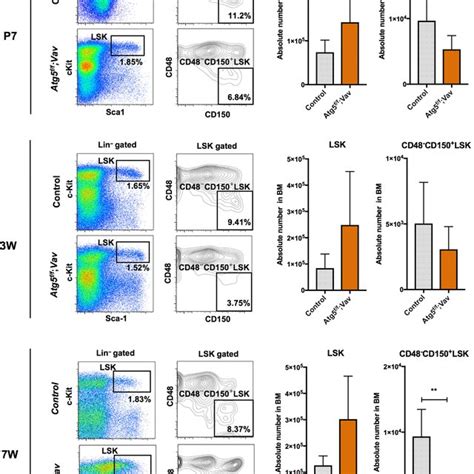 Competitive Reconstitution Analysis Of BM Cells From Control