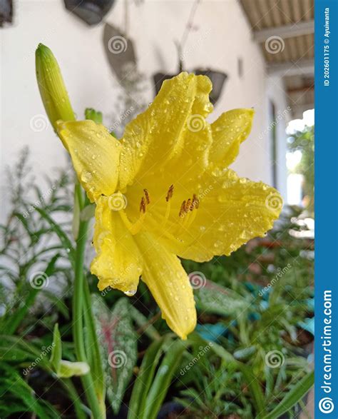 Hemerocallis Minor Mill Dwarf Yellow Day Lily Stock Image Image Of