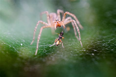 Spider Macro Fight Nutritional Free Photo On Pixabay Pixabay