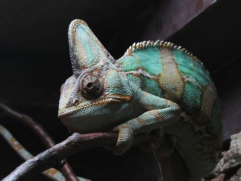 70 Types Of Chameleons With Pictures Chameleon Species Guide