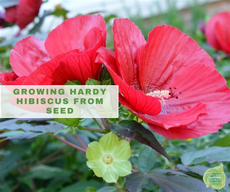 How You Collect Hibiscus Seeds