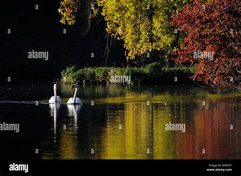 water swans  lakes  res stock photography  images alamy