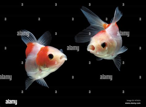 Two Goldfish Swimming In Fish Tank Stock Photo Alamy