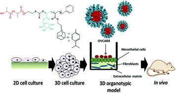 A New 3D Organotypic Model Of Ovarian Cancer To Help Evaluate The