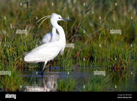 little egret (Egretta garzetta), in breeding plumage, Cyprus Stock ...