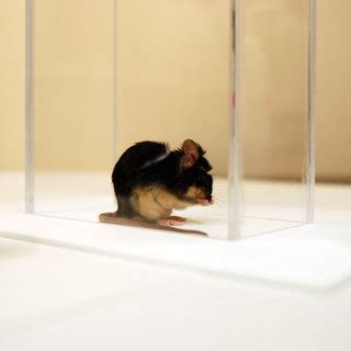 In The Self Grooming Analysis Btbr Mice Displayed Increased