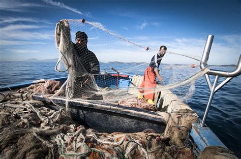 Costituita La Consulta Ittica Regionale Agricoltura Caccia E Pesca