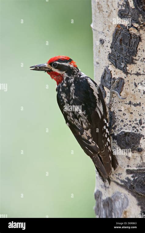 Red Naped Sapsucker On Aspen Tree Perching Bird Birds Woodpecker