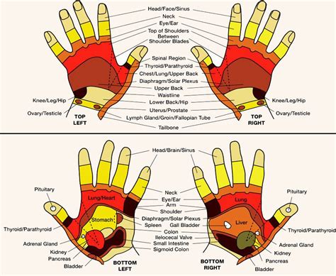 Réflexologie Palmaire Et Tableau Des Zones Réflexogènes Mains Reflexology Chart Hand