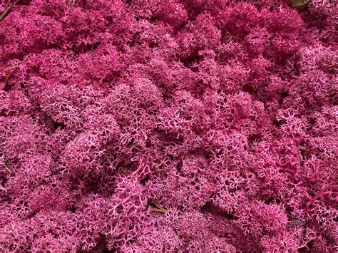 Preserved Moss Lichen. Pink preserved moss. Natural preserved | Etsy