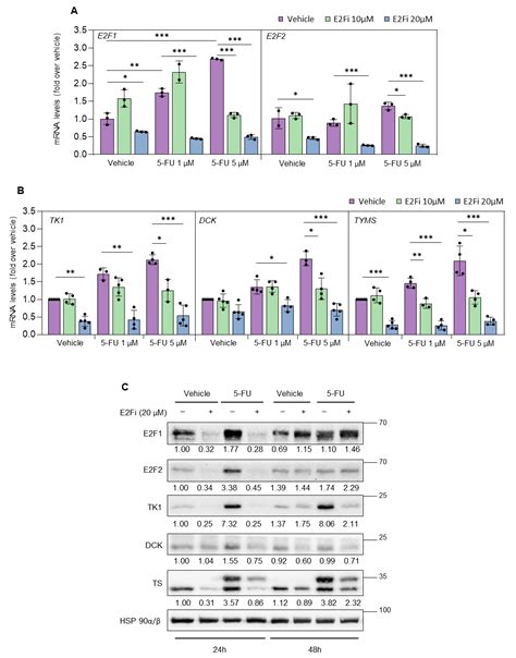 Cancers Free Full Text Targeting E2f Sensitizes Prostate Cancer